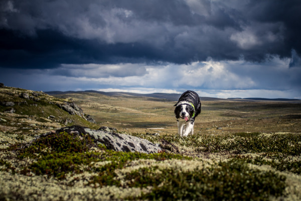 /media/48601/forside-02-foto_trude-hell.jpg