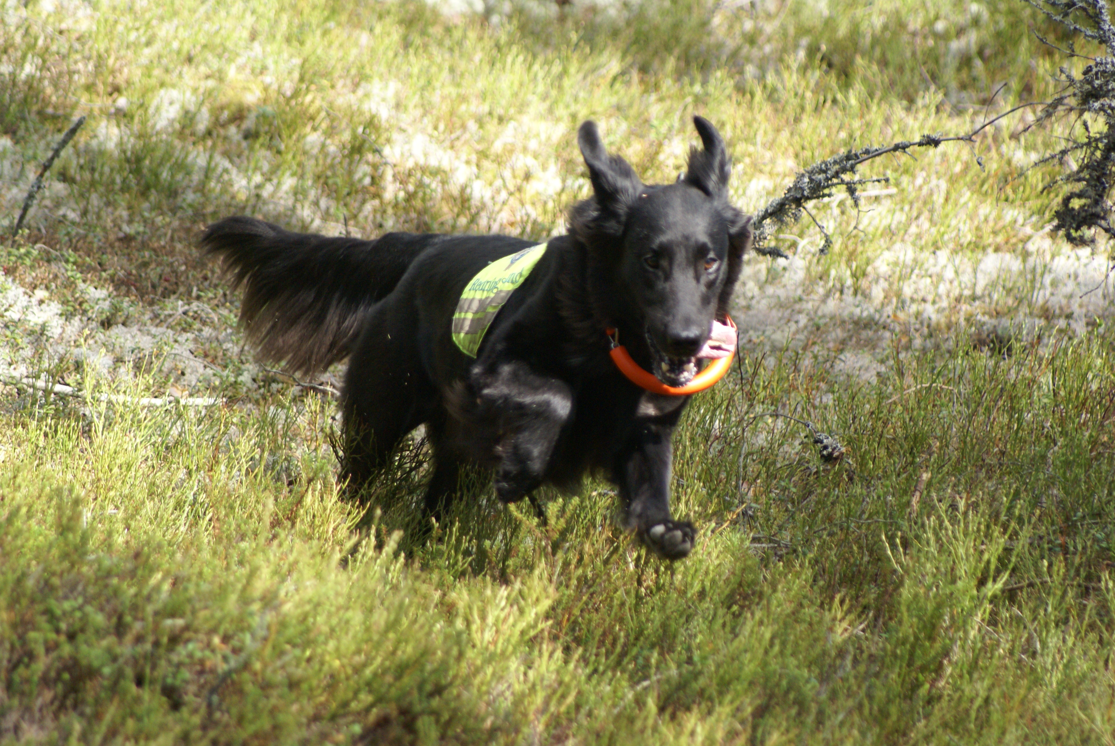 VestfoldDSC03479.JPGEffi