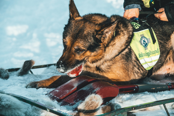 /media/49816/lavinehund-foto-danil-roekke.jpg