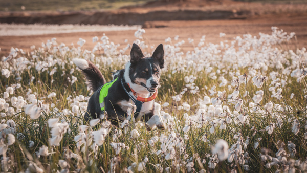 Border collie er en populær rase i NRH. /media/50451/border-collie-er-en-av-gjeterhundene-som-er-mye-brukt-i-nrh-foto-audi-barstad.jpg