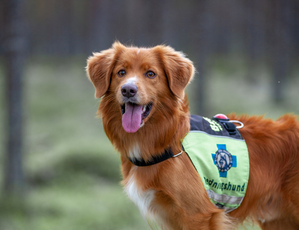 Redningshunden Baloo har vunnet pris som årets tjenestehund. /media/50605/img_6529.jpg