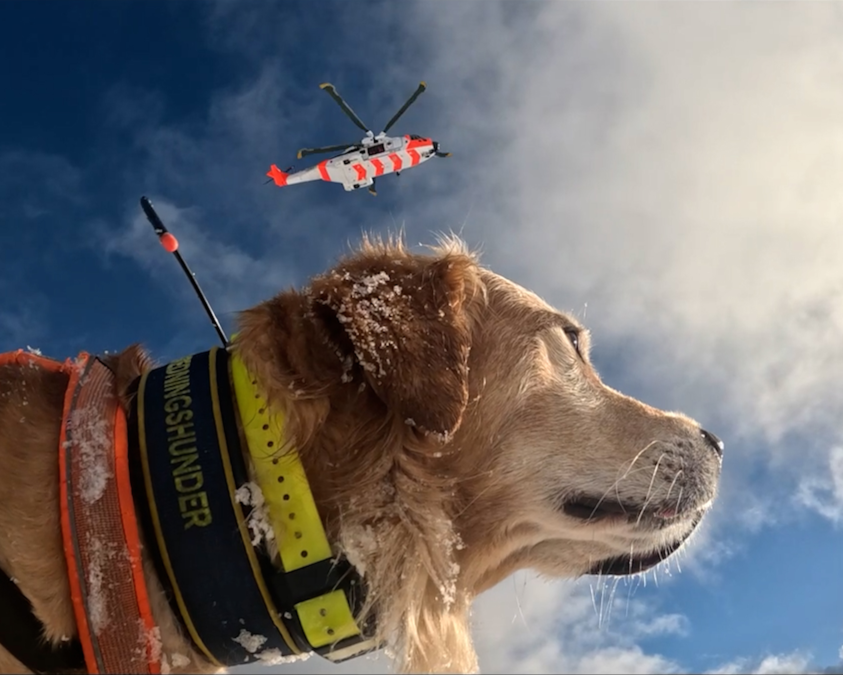 Norske Redningshunder har fått nye godkjente lavinehunder, og styrker med det beredskapen i vinterfjellet.