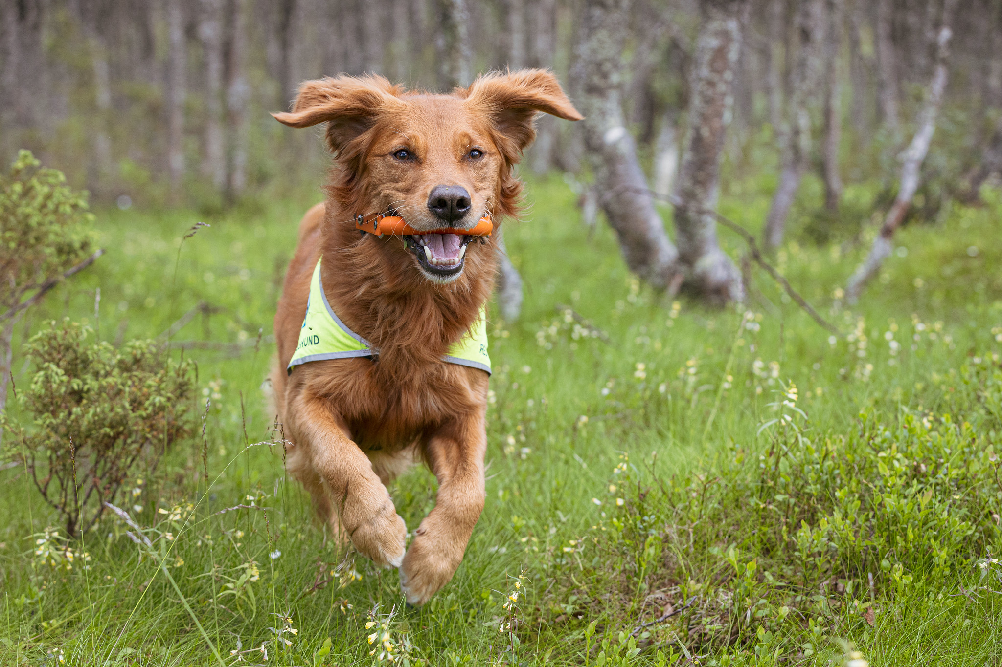 Norske Redningshunder stiller seg bak det felles løftet for en mer forutsigbar og regelstyrt momskompensasjonsordning for frivilligheten.