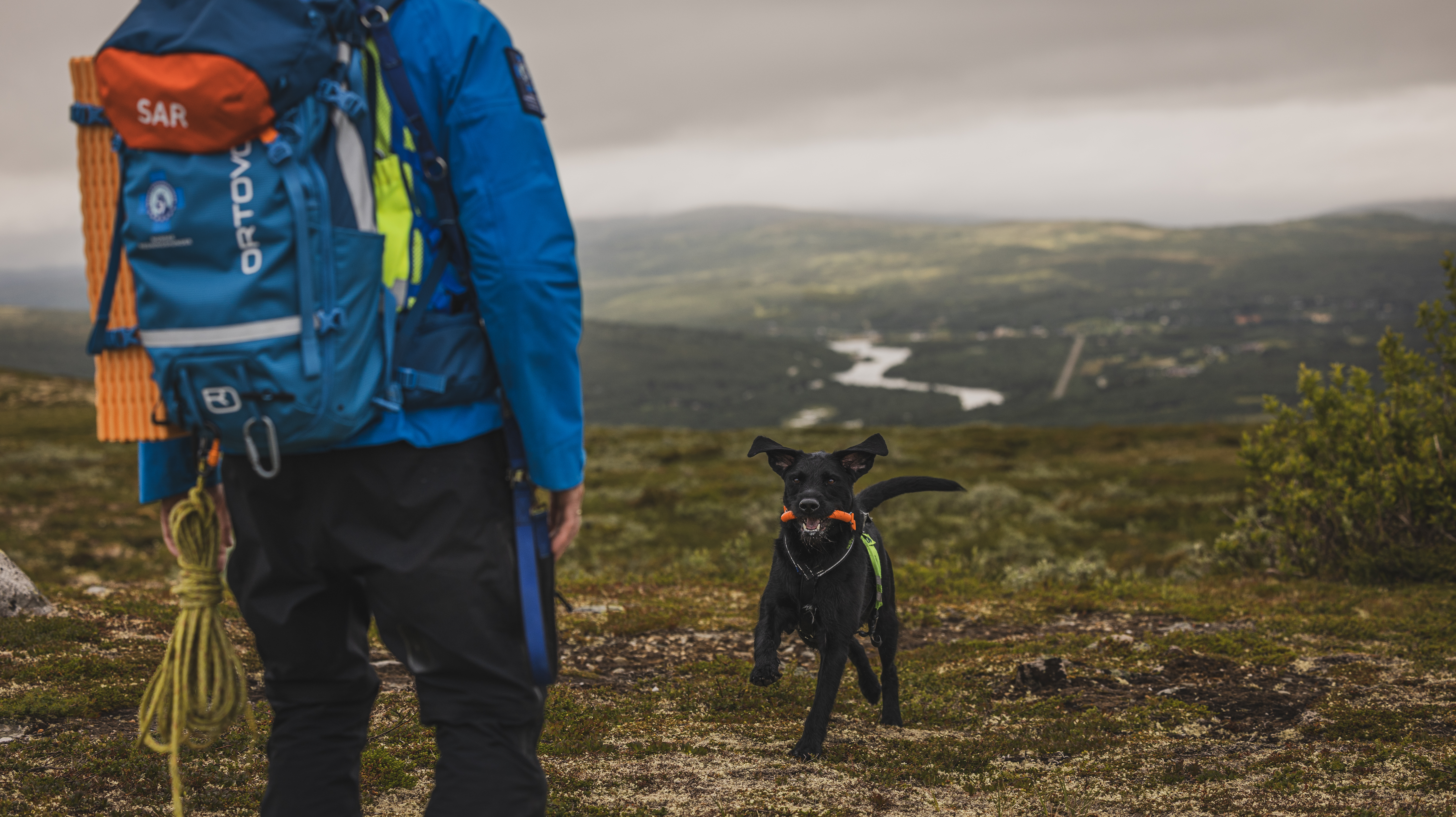 I sommer har Norske Redningshunder fått 62 nye redningshunder og hundeførere på beredskapslista.