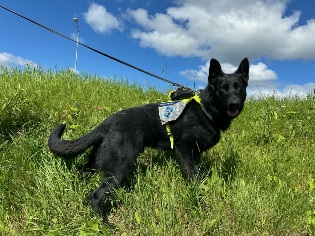 NRH-hunden Guts gjorde funn av en savnet mann i 20-åra i Trondheimsområdet søndag.