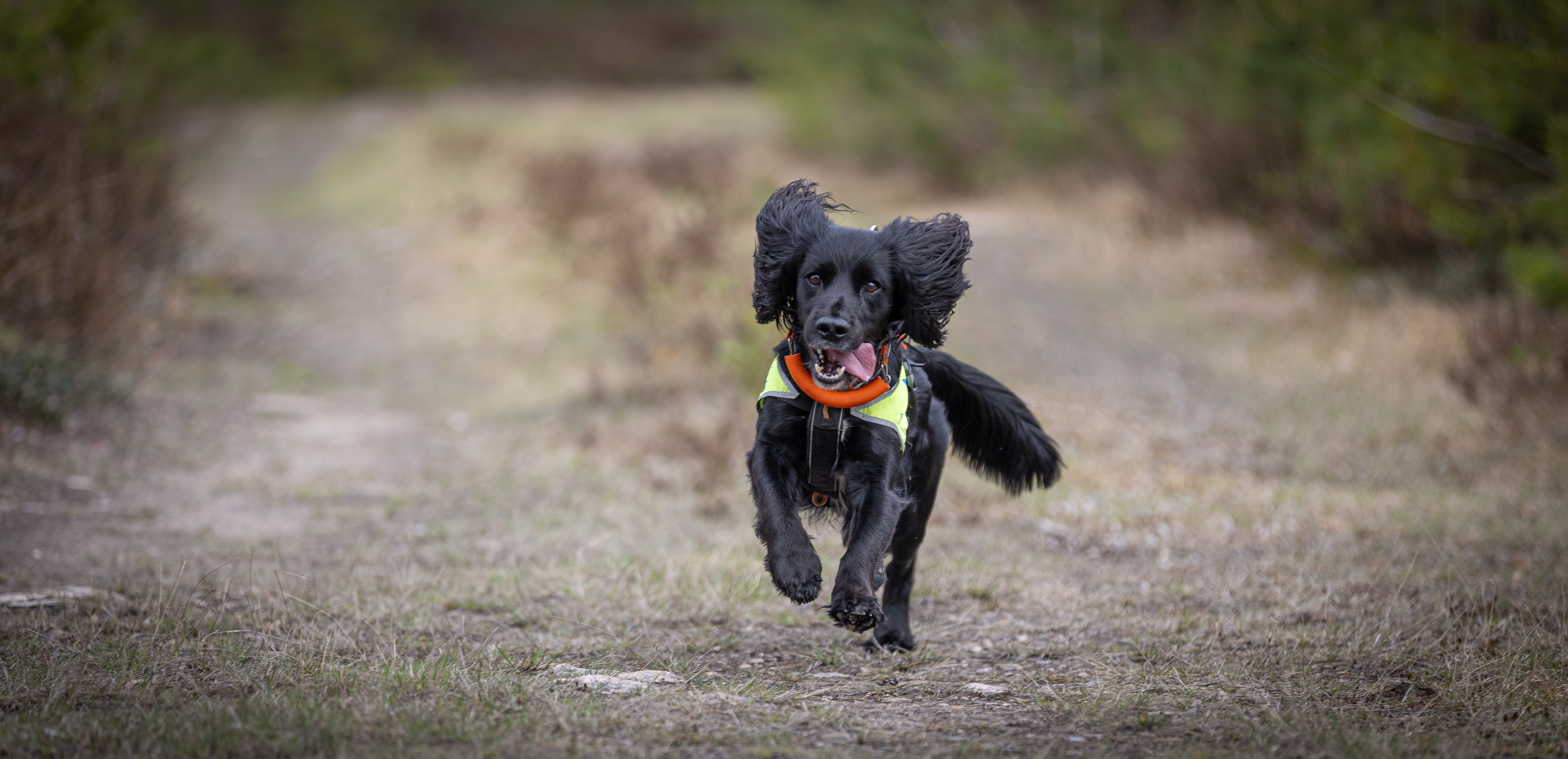 Det kommer mange henvendelser om dagen på nytt kort fra Eukanuba i henhold til fôravtalen vi har med dem.