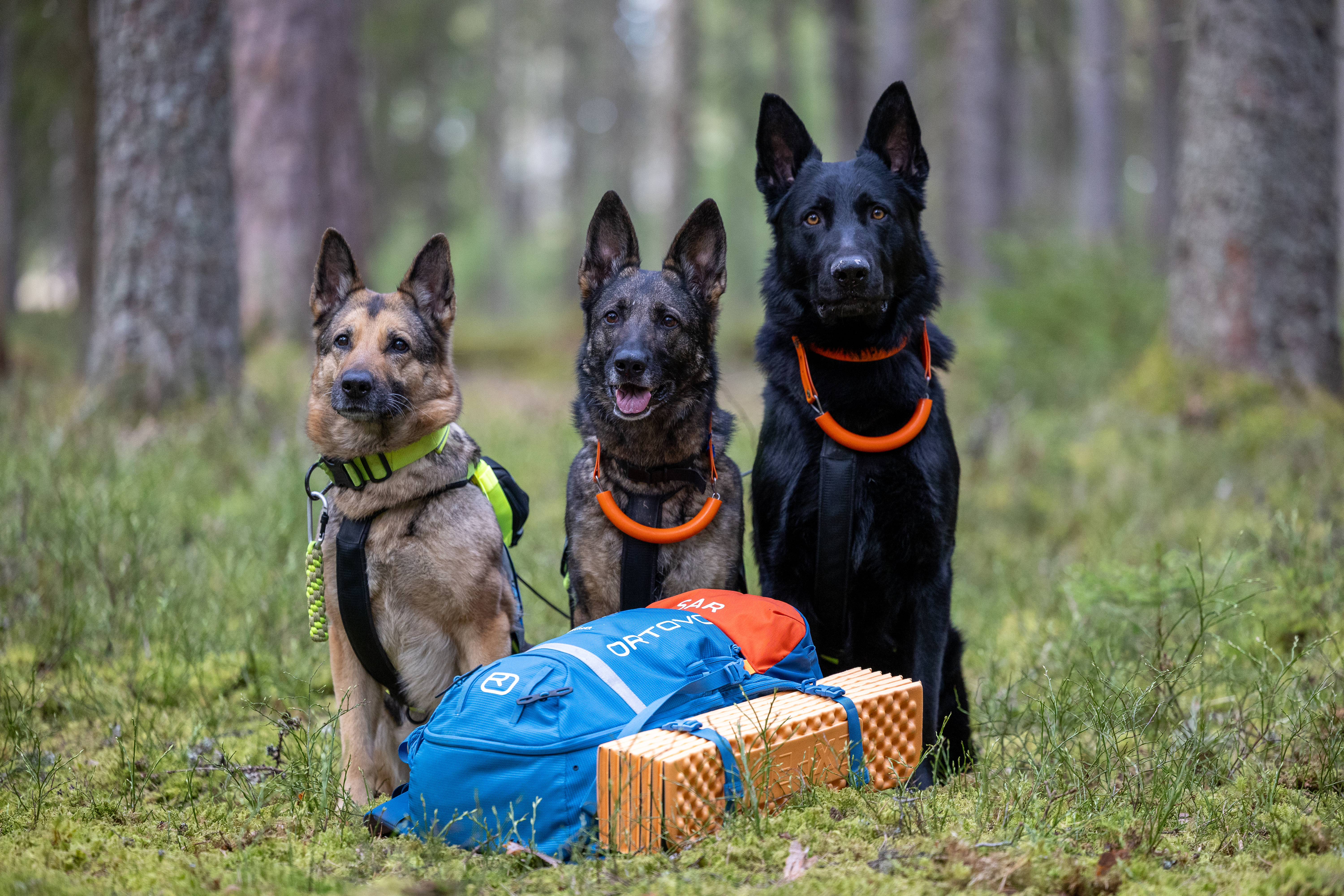 30. og 31. mai kan du støtte Norske Redningshunder ved å gå en tur med hunden din!